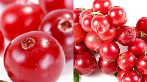 Manfaat Buah Cranberry Bisa Obati 10 Penyakit Berbahaya Termasuk