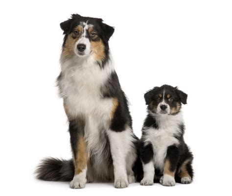 Australian Shepherd Weight