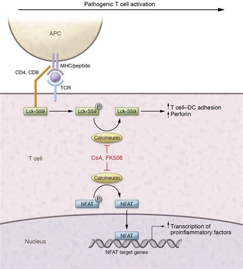 Jci Calcineurin Inhibitors Target Lck Activation In Graft Versus Host