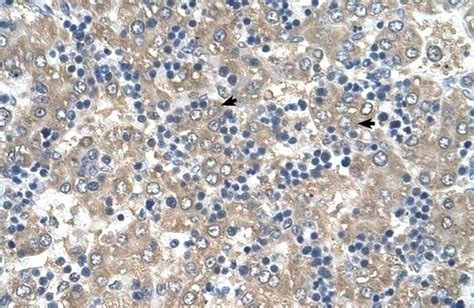 C3orf10 Antibody Cat No 30 714 Prosci