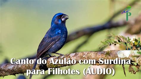 Canto Do Azul O Surdina Para Filhotes Udio Youtube