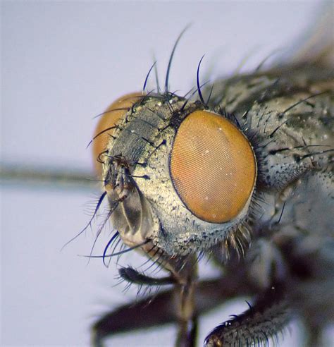 Ravinia Pernix Female Head Kenfig Dunes Glamorgan 2 Flickr