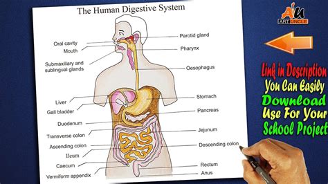 Career Step Digestive System Diagram