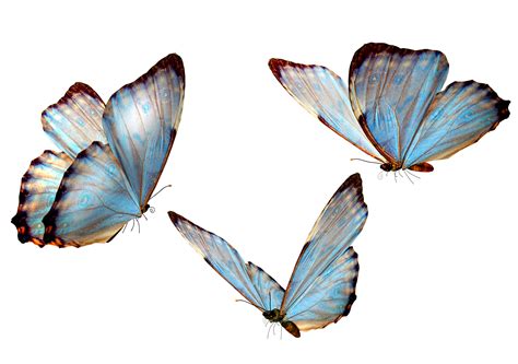 kisspng-butterfly-clip-art-butterfly-5a69b2fc9f8f98 ...
