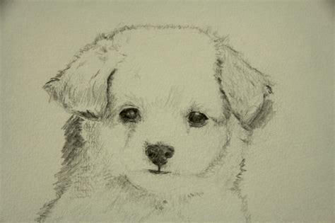 Cute Puppy Sketch at PaintingValley.com | Explore collection of Cute ...