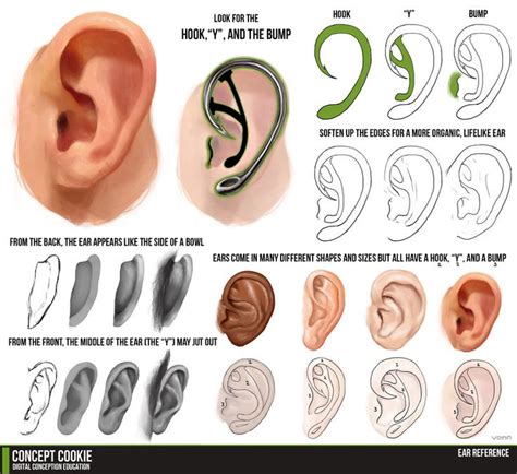 17 Best Images About Drawing Tips The Ear On Pinterest Ear Anatomy