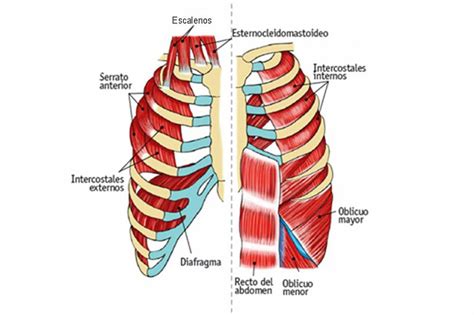 Cómo entrenar tu respiración