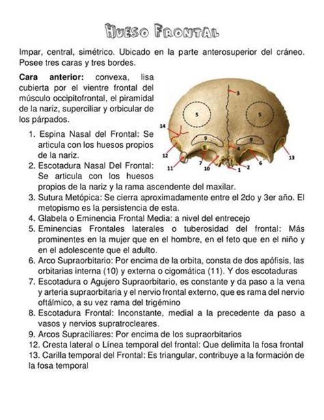 Hueso Frontal Y Esfenoides Flowey Udocz