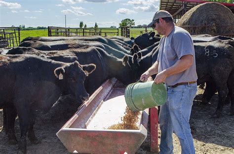 Livestock feed takes advantage of everything from coproducts to cookies ...