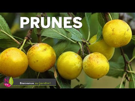 PRUNES REINE CLAUDE MIRABELLE QUETSCHE LES MEILLEURES VARIÉTÉS ET