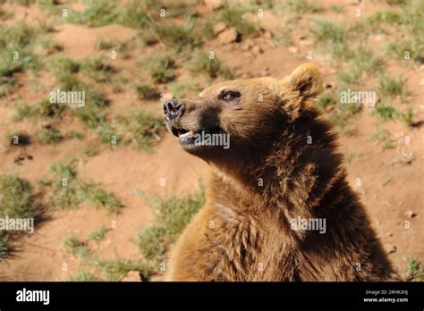 Brown Bear In Captivity France Stock Photo Alamy