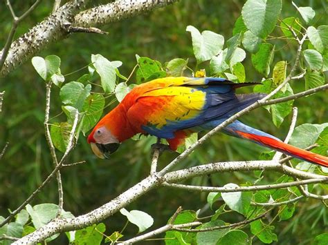 Tropical Rainforest Parrots