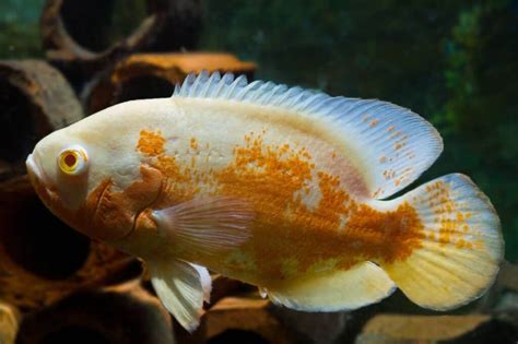 Albino Oscar (Astronotus Ocellatus) Complete Care Sheet