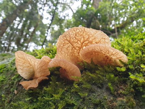 Orejas De Viejita Hongos De Palenque Naturalista Mexico