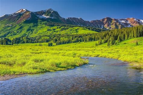 Premium Photo Shallow Stream In The Midst Of Alpine Trees On Rolling