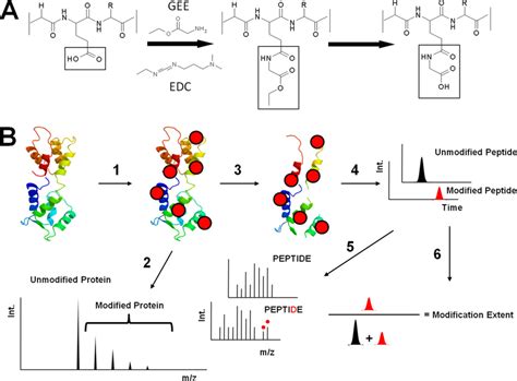 A Footprinting By Carboxylic Acid Side Chain Modification Download Scientific Diagram