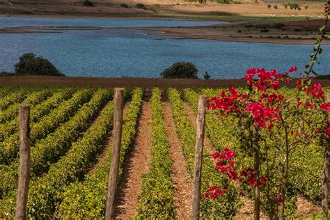 Sicilia autentica culla della biodiversità vitivinicola Italia a Tavola