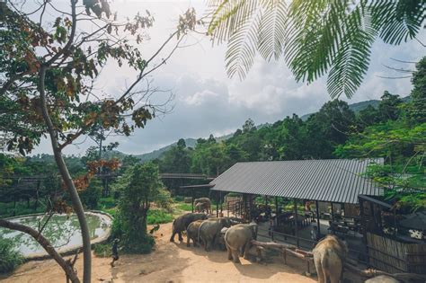 Koh Samui Elephant Kingdom Sanctuary Half Day Tour Getyourguide