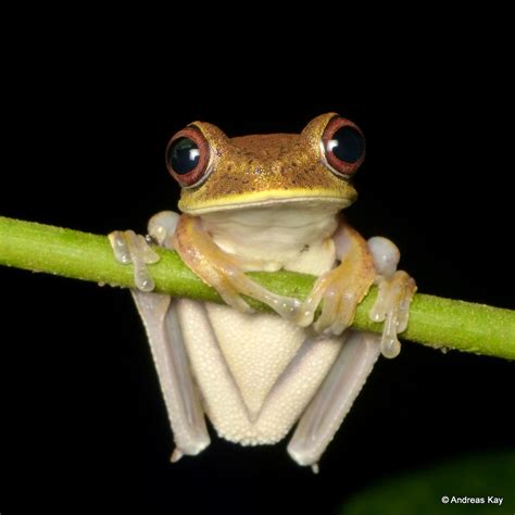 Map Tree Frog Hypsiboas Geographicus From Ecuador Fl Flickr