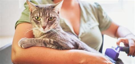 Cat Breeds That Dont Shed Top Cats Petstime