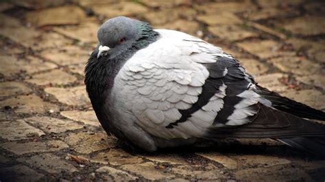 Pigeons Wallpapers Wallpaper Cave