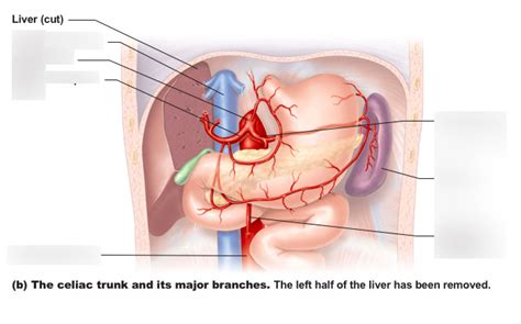 Celiac Trunk And Its Major Branches Diagram Quizlet