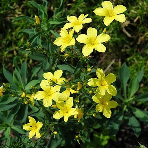Yellow Flax Flower Seeds linum Flavum Compactum 50seeds | Etsy