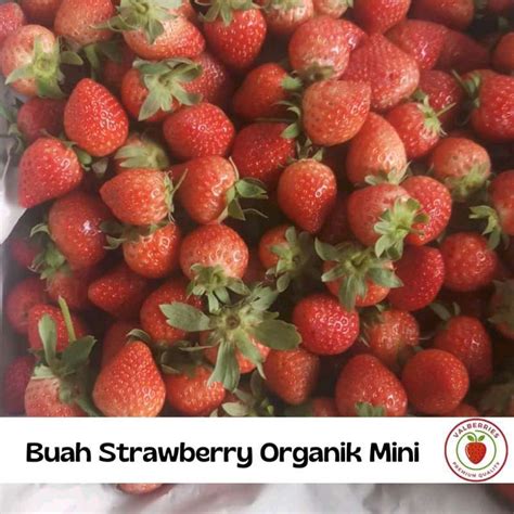 Jual Buah Strawberry Organik Fresh Small Kg Halal Di Seller