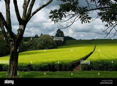 Tea plantation, Kericho, Western Kenya Stock Photo - Alamy