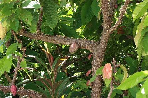 Un Proyecto De Reinvenci N Cultivar La Industria Del Cacao En Puerto