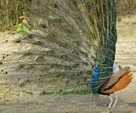 10 Best Places To Find Wild Peacocks In India Wildlifezones