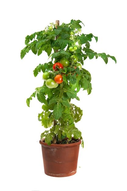 Premium Photo Tomato Plant Growing In A Flower Pot Isolated On White