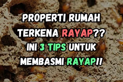 Terkena Serangan Rayap Ini 3 Tips Efektif Membasmi Rayap Dengan Bahan