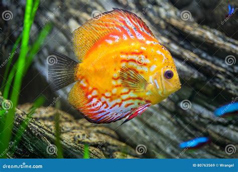 Symphysodon Known As Discus Is A Genus Of Cichlids Native To The