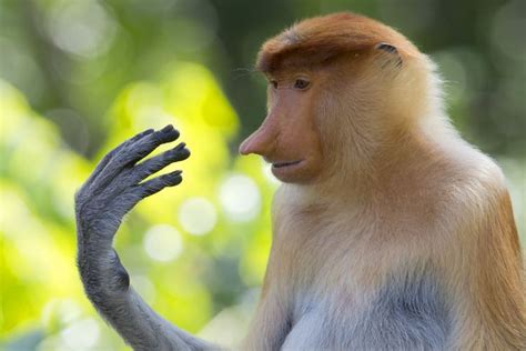 Proboscis monkey - Alchetron, The Free Social Encyclopedia