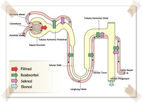 Cara Kerja Ginjal Proses Filtrasi Dan Pentingnya Peran Ginjal Dalam