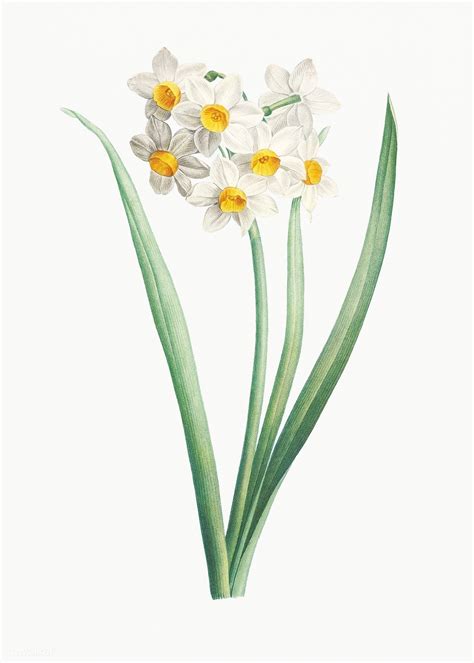 Vintage White Narcissus Flower Illustration Premium Image By Rawpixel