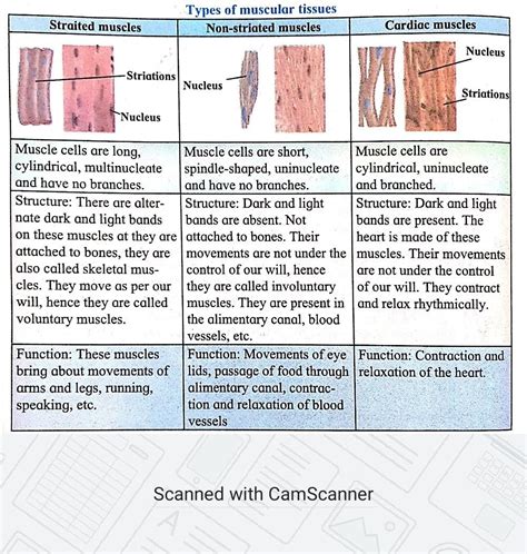 Muscular Tissue Science Notes Teachmint