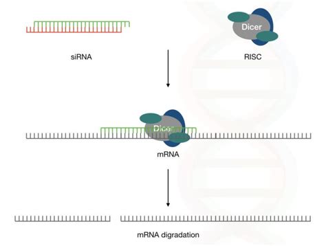 Sirna Small Interfering Rna Structure And Function