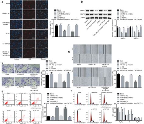 Silencing Of Mir P Or Overexpression Of Tspyl Exerts Inhibitory