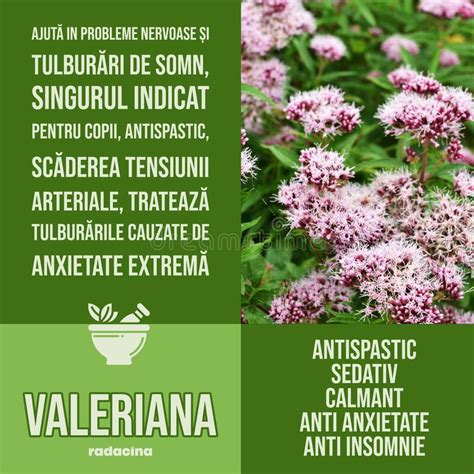 Valeriana Herbalist Advise With Herbs Benefits Tile Wall Decor Stock