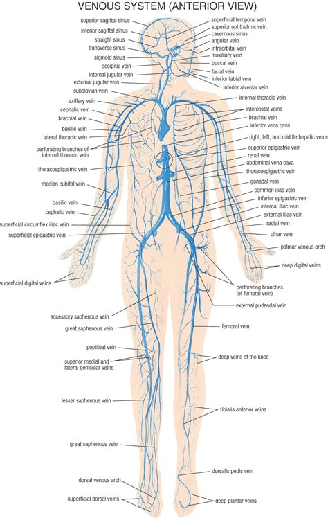 Human Venous System