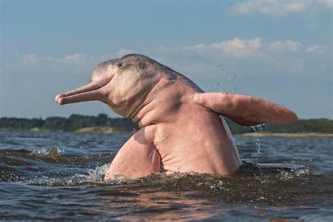 Pink River Dolphin Fun Facts For Divers And Ocean Lovers