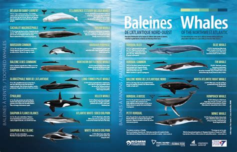 Identification Des Esp Ces P Cheurs Navigation Baleine