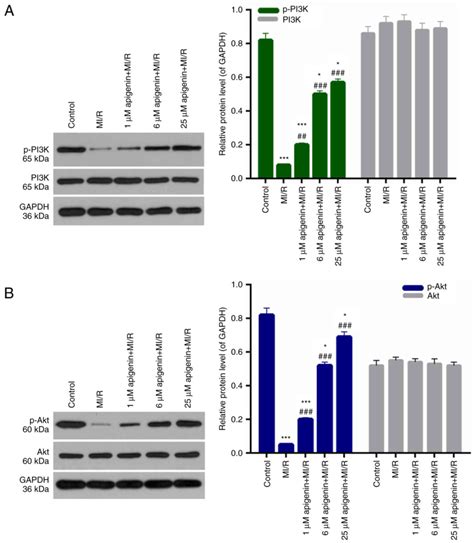 Apigenin Suppresses The Apoptosis Of H9C2 Rat Cardiomyocytes Subjected