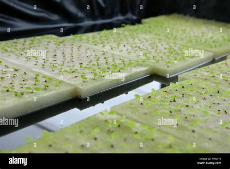 Seedling Of Hydroponic Vegetable Sprout On Wet Sponge In Plant Nursery