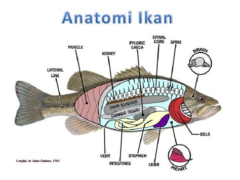 Anatomi Ikan Pdf