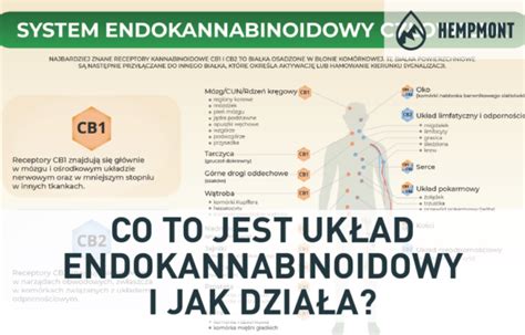 Co To Jest Uk Ad Endokannabinoidowy I Jak Dzia A Hempmont