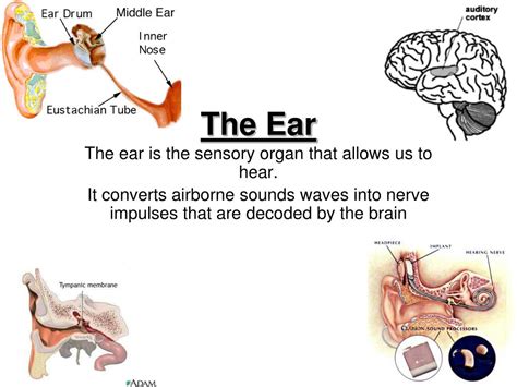 Ppt The Ear Powerpoint Presentation Free Download Id 2196800