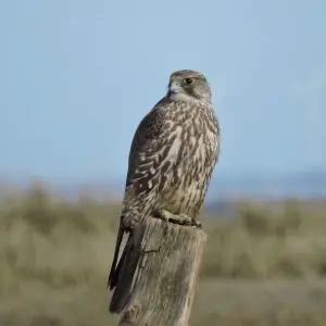 Gyrfalcon - Facts, Diet, Habitat & Pictures on Animalia.bio